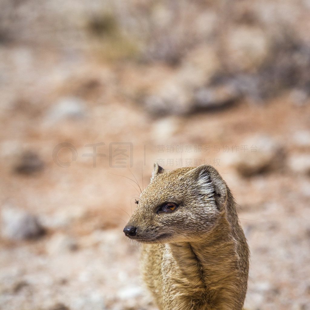 ɫèϷ Kgalagadi 羳԰ͼƵ Cynictis penicillata 塣Ϸ Kgalagadi 羳԰Ļè