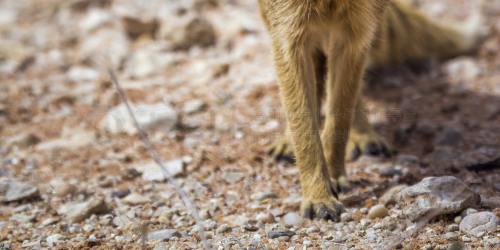 ɫèϷ Kgalagadi 羳԰ͼƵ Cynictis penicillata 塣Ϸ Kgalagadi 羳԰Ļè