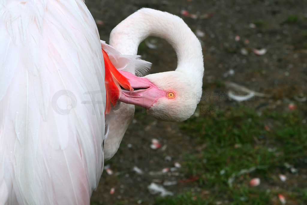 һֻĴ (Phoenicopterus Roseus) ë