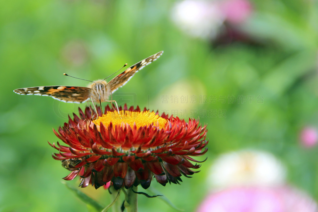 Vanessa cardui ջ԰ʢĻϲɼۡɫ Vanessa cardui ָʻŮʿ Vanessa cardui ڻϲɼ