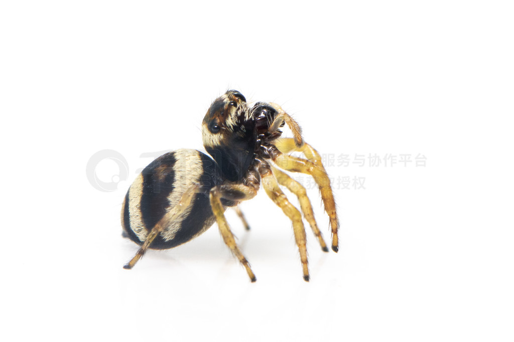 bleeker  (Euryattus bleekeri) ڰɫϵͼ档