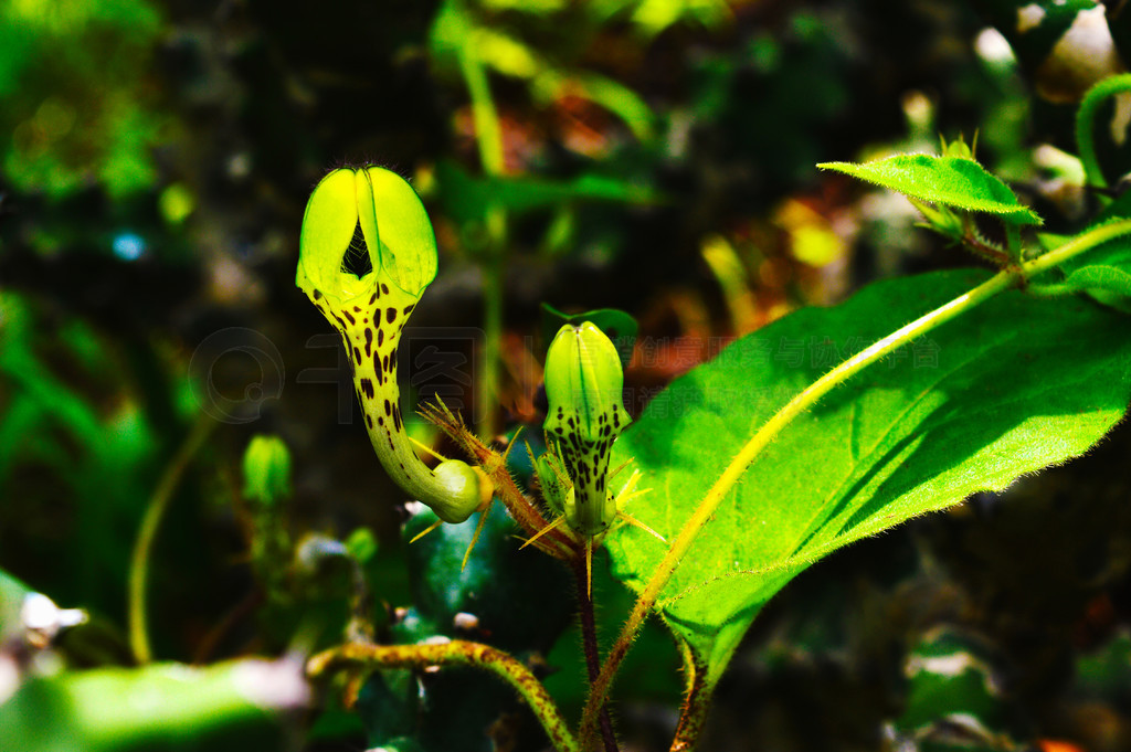 ϡл-ѿ Ceropegia bulbosaSataraʩӡȡϡл-ѿ Ceropegia bulbosaSataraʩӡȡ