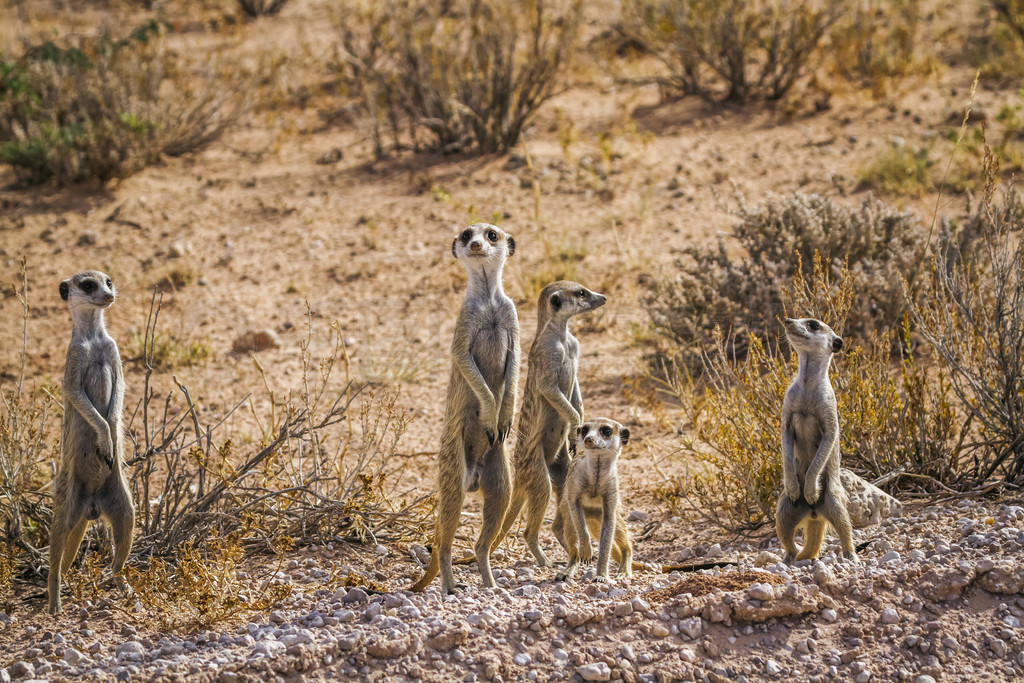 Ϸ Kgalagadi ߾԰һСȺèھ״̬Ƶ Suricata suricatta 塣Ϸ Kgalagadi 羳԰è