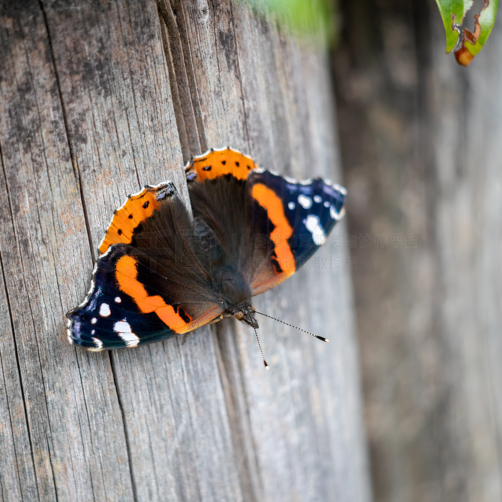 ľĺ캣Ͻ (Vanessa atalanta)