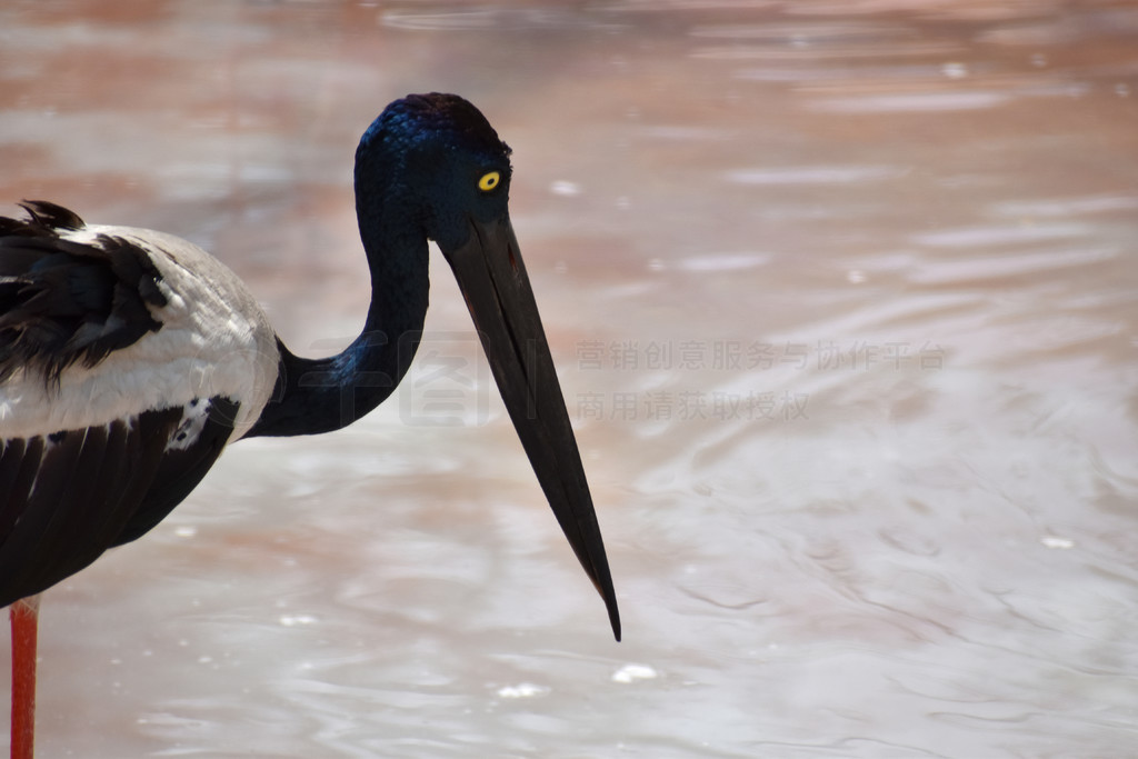 ھ, Ephippiorhynchus asiaticus, , Telanagana, India.. ھ, Ephippiorhynchus asiaticus, Hyderaba