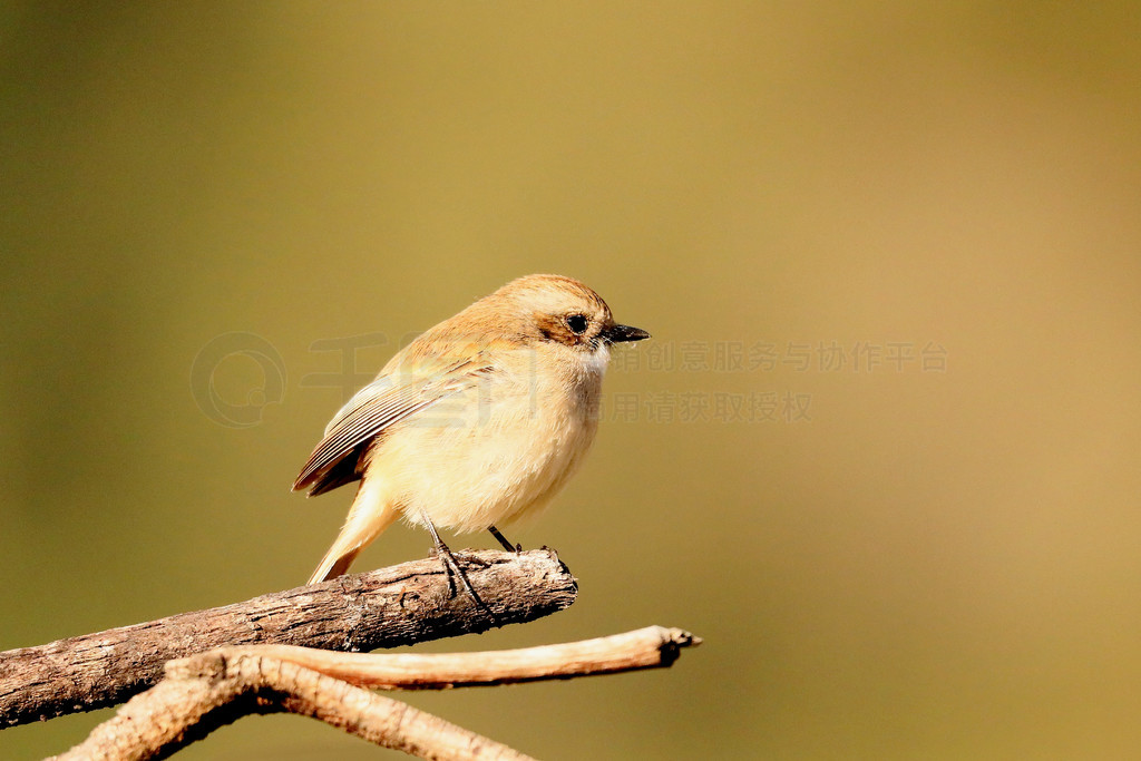 Russet Sparrow ֦ϣPasser rutilans°ӡ