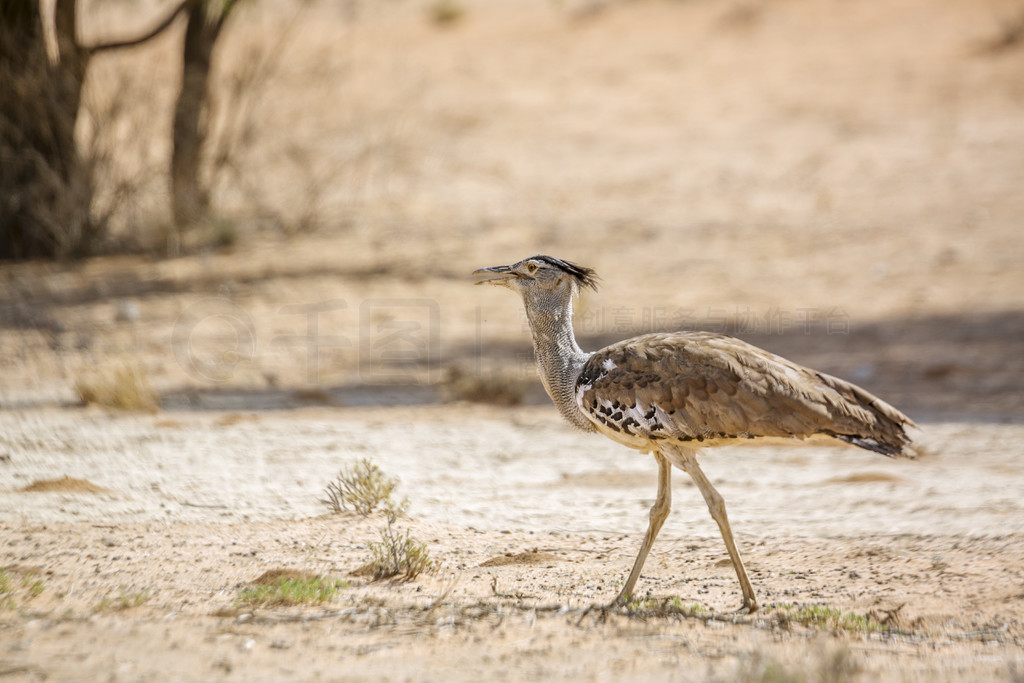 Ϸ Kgalagadi 繫԰ɳɳĮеĿ𱣻 Ardeotis kori  OtididaeϷ Kgalagadi 羳԰Ŀ