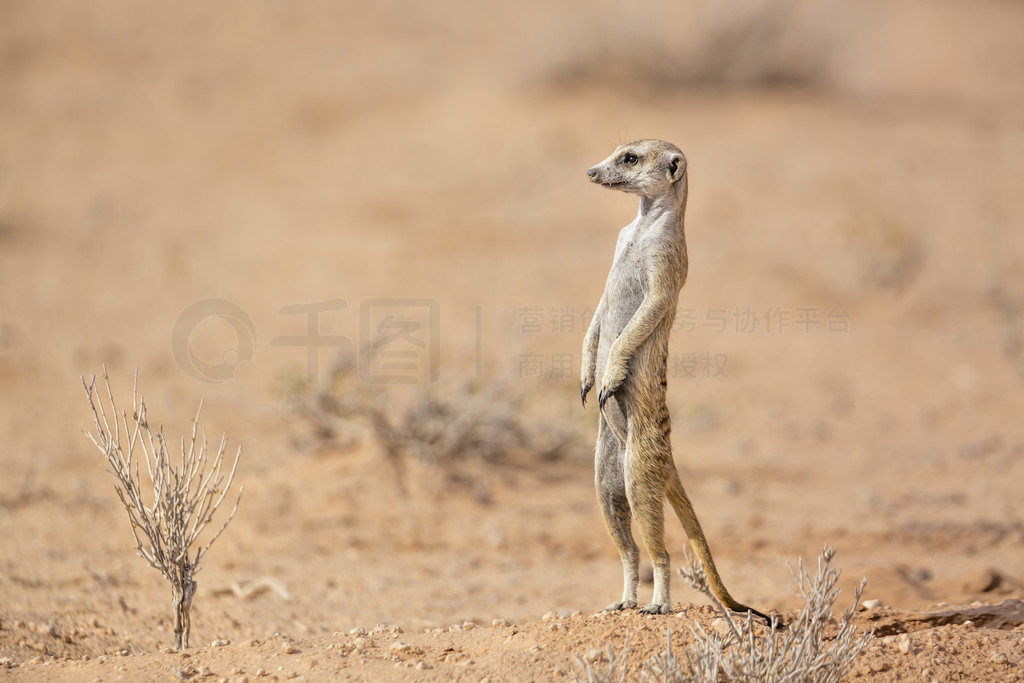 èϷ Kgalagadi 羳԰ɳĮо䣻Ƶ Suricata suricatta 塣Ϸ Kgalagadi 羳԰è