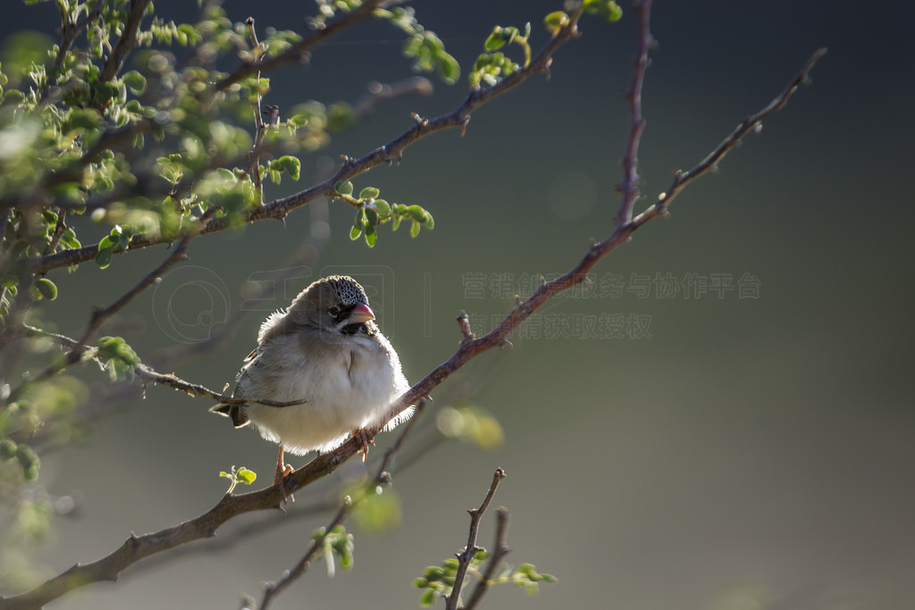 Scaly Weaver վϷ Kgalagadi 羳԰֦ϣ Ploceidae  Sporopipes squamifrons 塣Ϸ Kgalagadi 羳԰ Sc