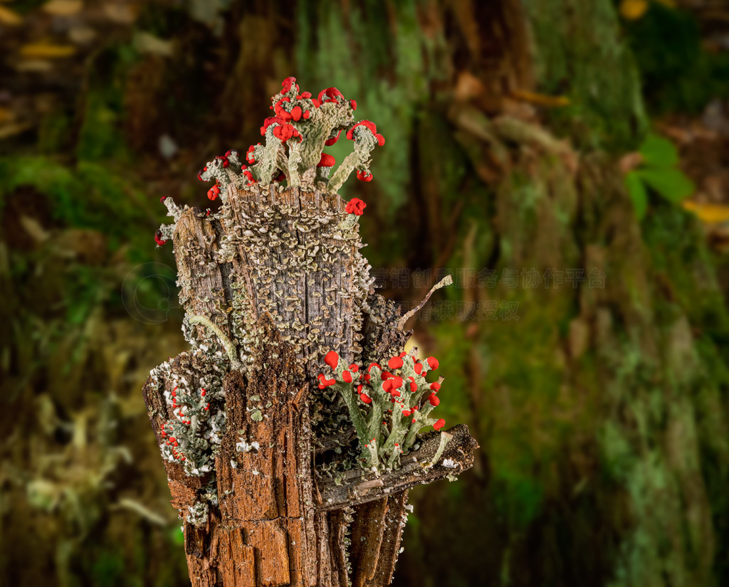 ݾľդϵ Cladonia cristatella ӢʿµĸϲϣɭΪ Cladonia cristatella Ӣʿ»