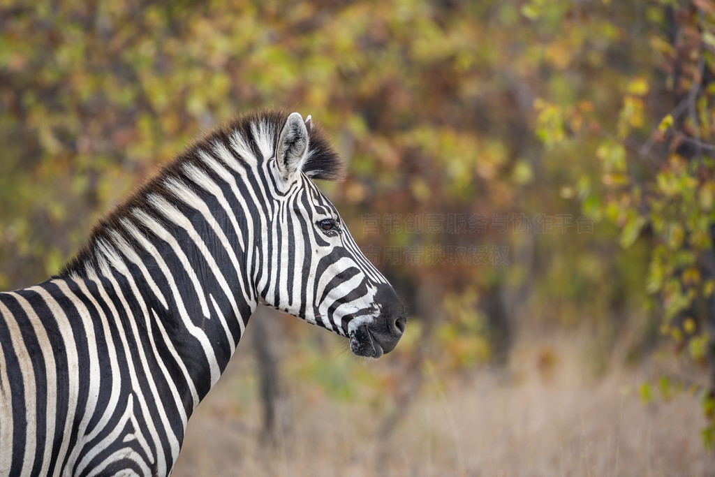 Ϸǿ³ҹ԰ɫеƽԭФ Equus quagga burchellii ơϷǿ³ҹ԰ƽԭ