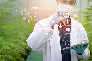 医用大麻种植的概念，一位科学家使用平板电脑收集大麻室内农场的数据