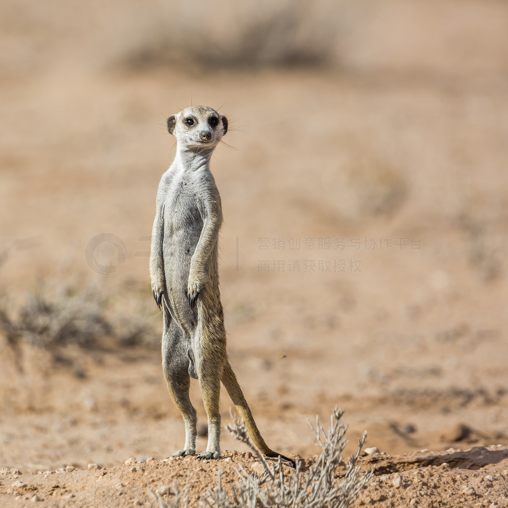 èϷ Kgalagadi 羳԰ɳĮо䣻Ƶ Suricata suricatta 塣Ϸ Kgalagadi 羳԰è