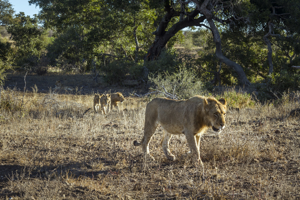 Ϸǿ³ҹ԰ʨֻǰߣèƵ Panthera leo 塣Ϸǿ³ҹ԰ķʨ