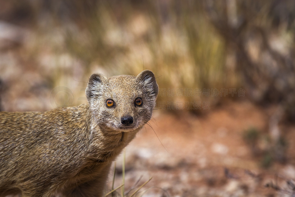 Ϸ Kgalagadi 繫԰ȻйĻɫèФƵ Cynictis penicillata 塣Ϸ Kgalagadi 羳԰Ļè