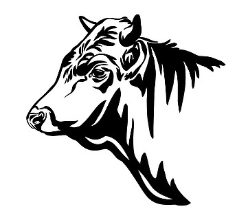 在白色背景上隔离的黑色牛头的矢量图解雕刻牛的模板图像