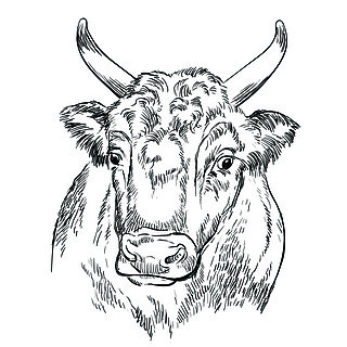 单色强牛头素描手绘矢量图孤立在白色背景上