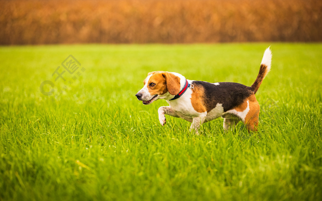 在雨后的秋天一只比格犬在一片绿色的田野背景上的肖像同时疯狂地奔跑