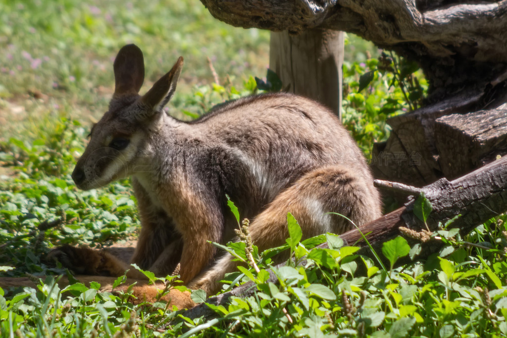 ش (Macropus rufogriseus)