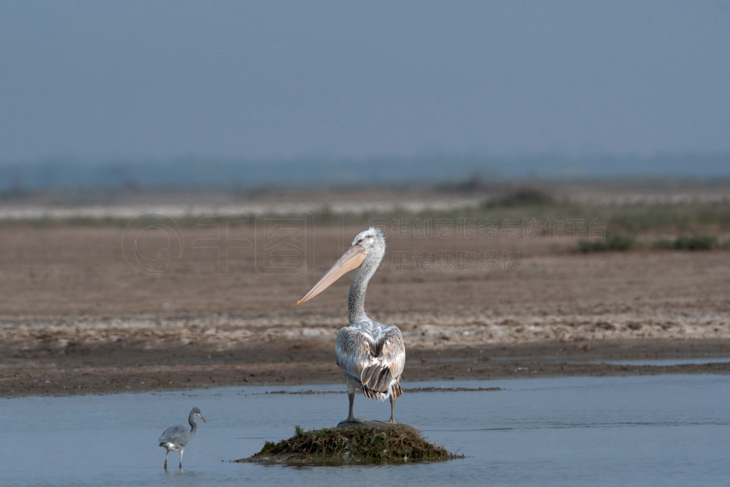 ɣPelecanus crispusKutch Сżذӡ