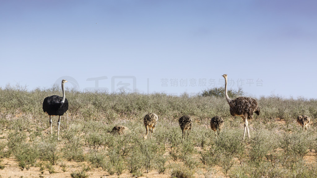 СϷ Kgalagadi 羳԰ĺأ Struthionidae տơϷ Kgalagadi 羳԰ķ