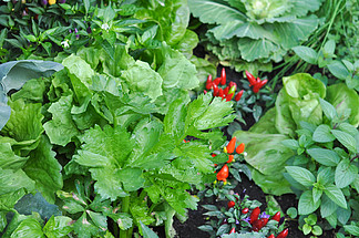 蔬菜植物。蔬菜植物包括红辣椒、薄荷和荷<i>兰</i><i>芹</i>