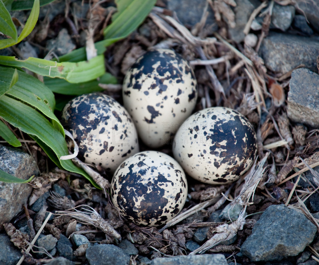 Killdeer ڵϵʯвѣ׼