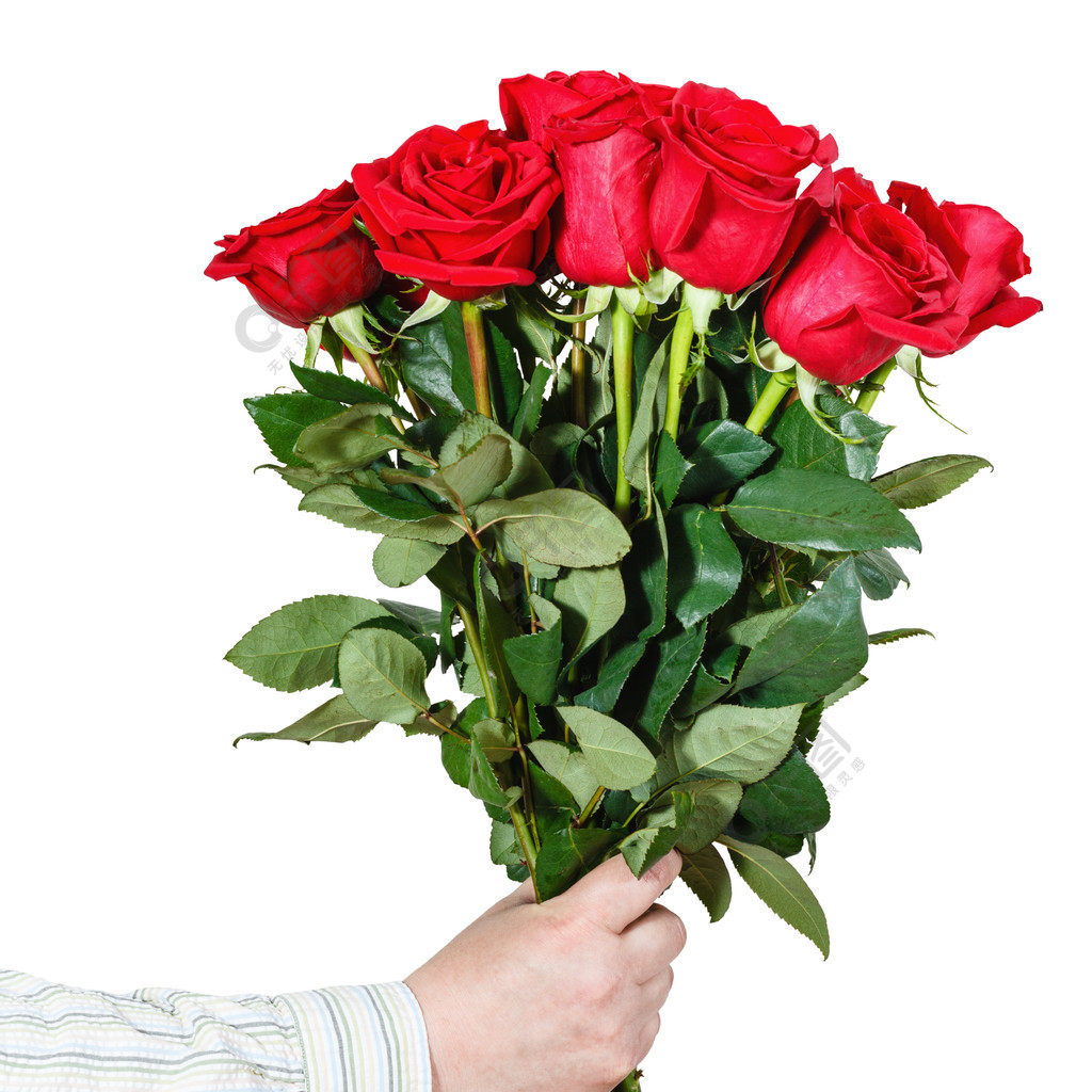男性手送一束白色背景中突显的红玫瑰
