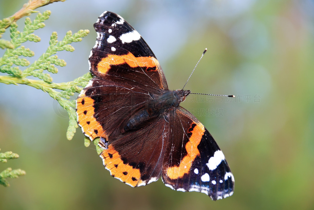 캣Ͻ (Vanessa atalanta) ɫĺ