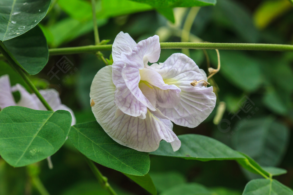 蝴蝶豌豆花之野菊花图片