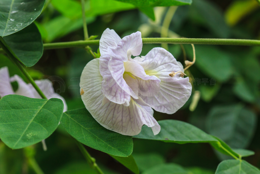 Clitoria ternatea 㶹