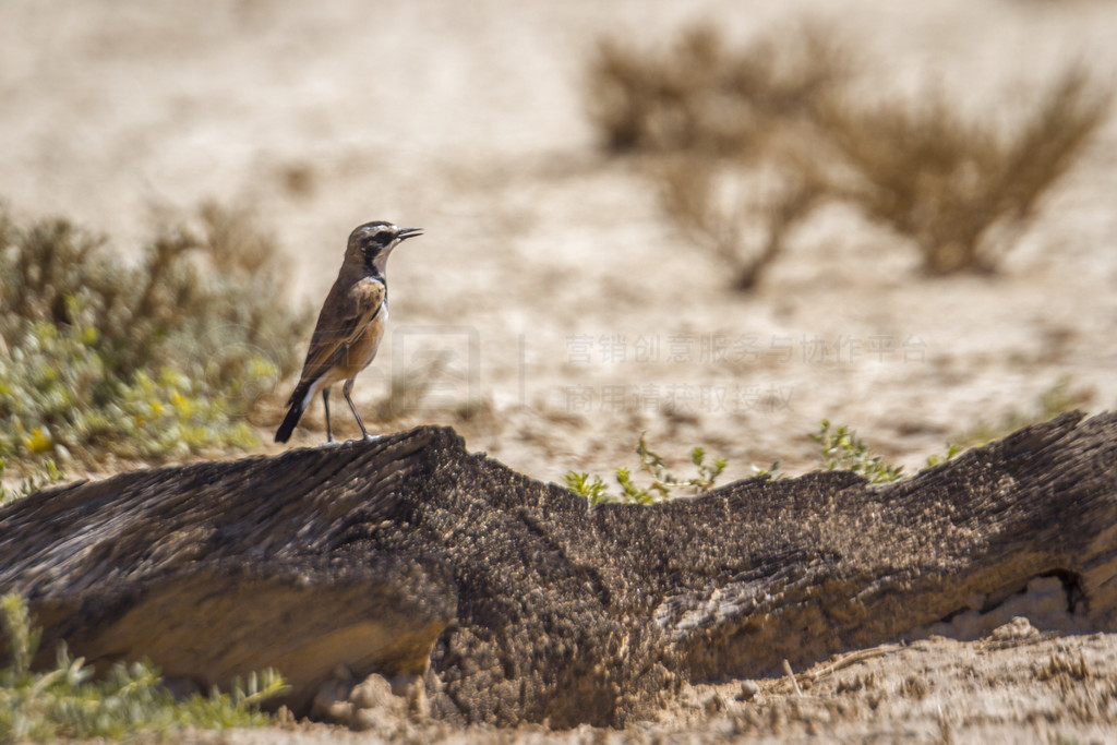 ñ Wheatear վϷ Kgalagadi 羳԰ԭľϣ Oenantheileata  Musicapidae ĿơϷ Kgalagadi 羳԰ļӸС