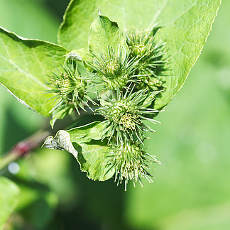 牛蒡(大牛蒡)植物的 i>刺 /i> i>頭 /i>在夏日關閉