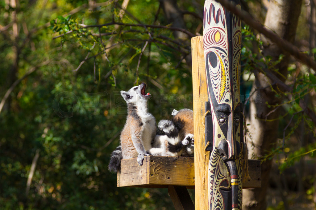 βǰ (Lemur catta)