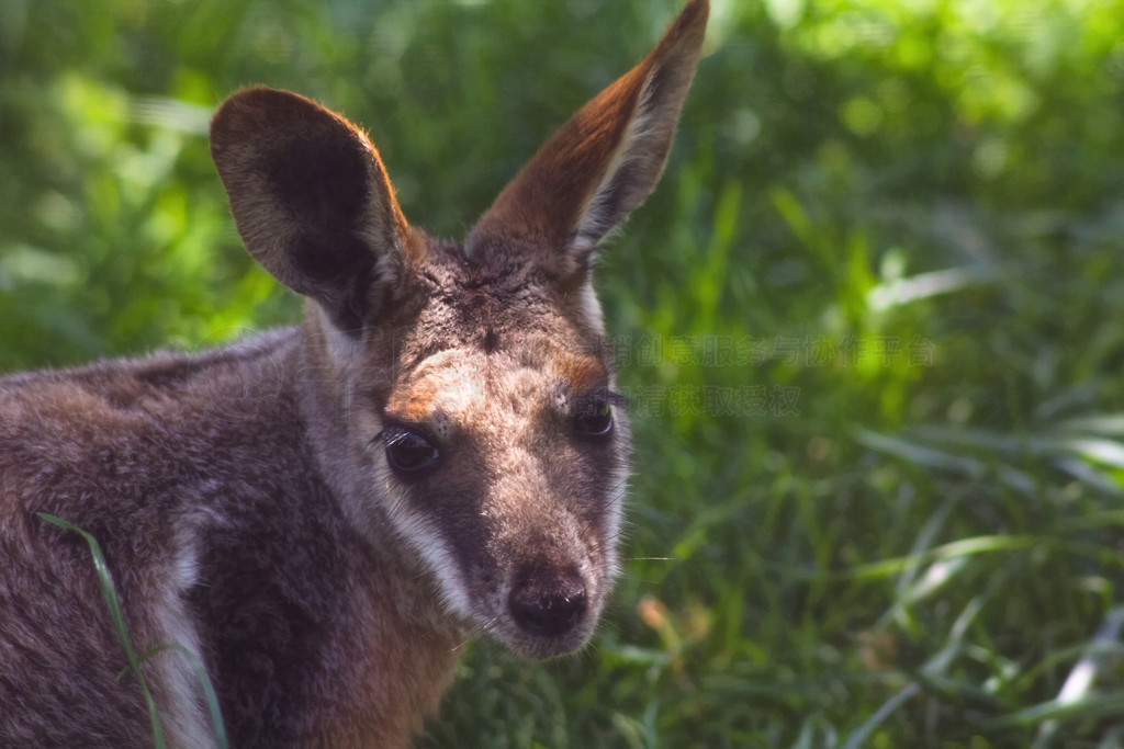 ش (Macropus rufogriseus)