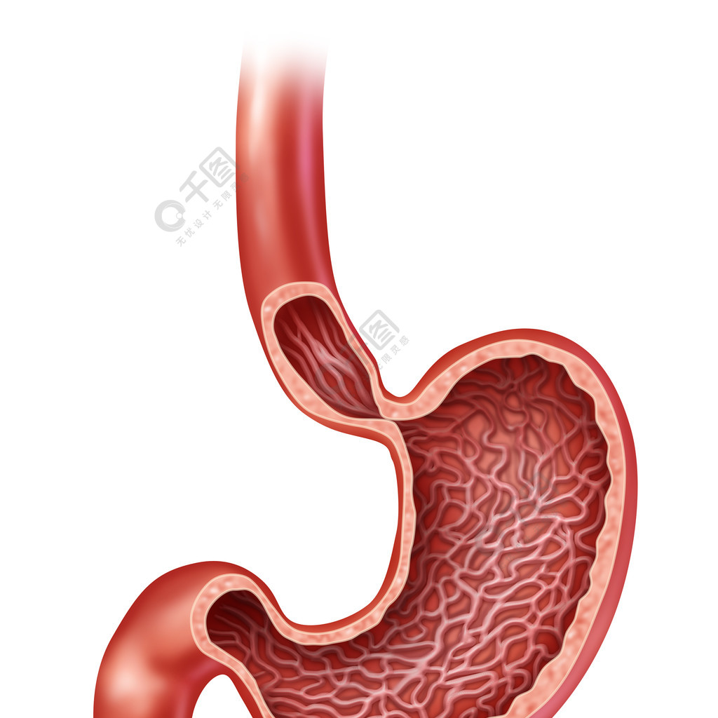 人體內部消化器官的胃解剖與醫學橫截面顯示身體部分消