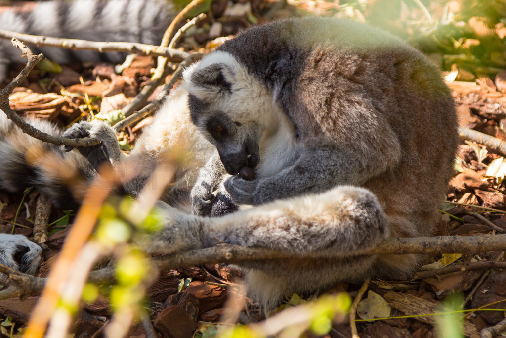 βǰ (Lemur catta)