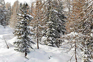 意大利多洛米蒂山瓦尔加迪纳山上被雪覆盖的针叶林