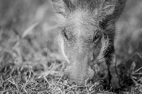 南非匹兰斯堡国家公园黑白相间的吃疣猪特写