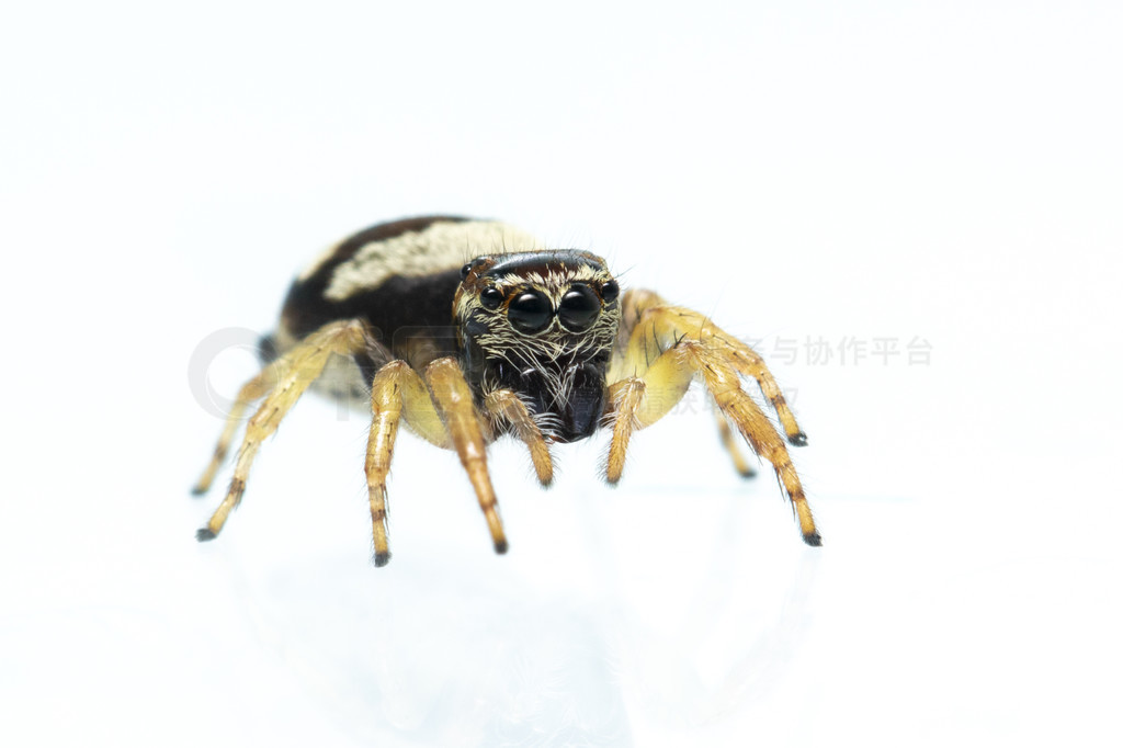 bleeker  (Euryattus bleekeri) ڰɫϵͼ档