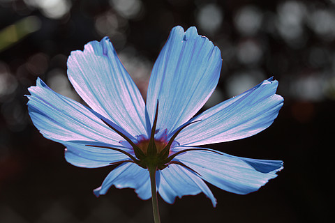 阳光下的蓝色波斯菊花