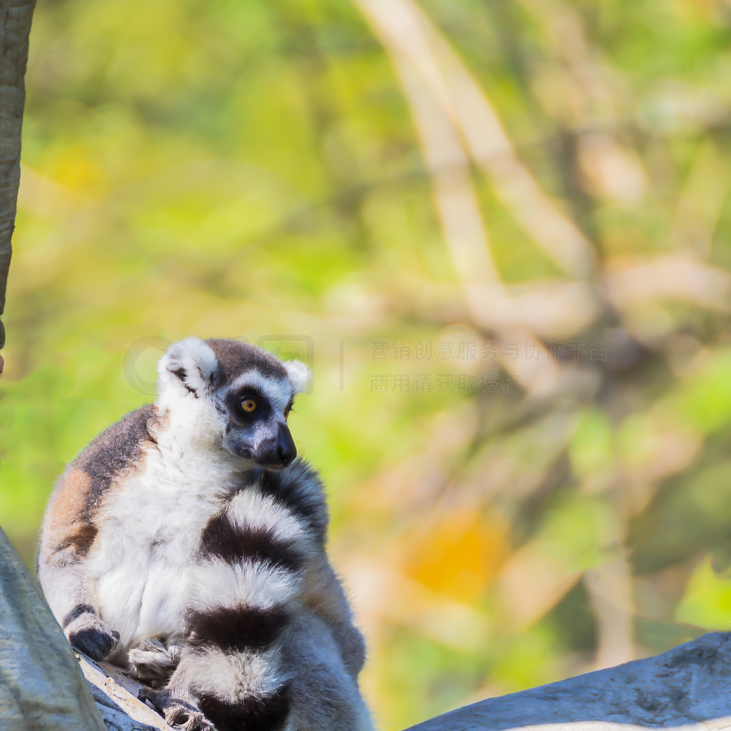 β (Lemur catta) 