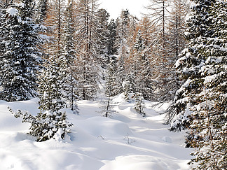 意大利多洛米蒂山瓦尔加迪纳山上的雪针叶木