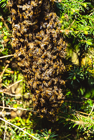 重复任何网络设计的几何蜜蜂蜂巢树图案无缝矢量蜂巢中密密麻麻的蜂群