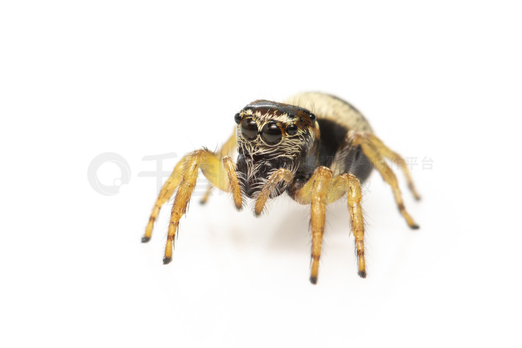 bleeker  (Euryattus bleekeri) ڰɫϵͼ档