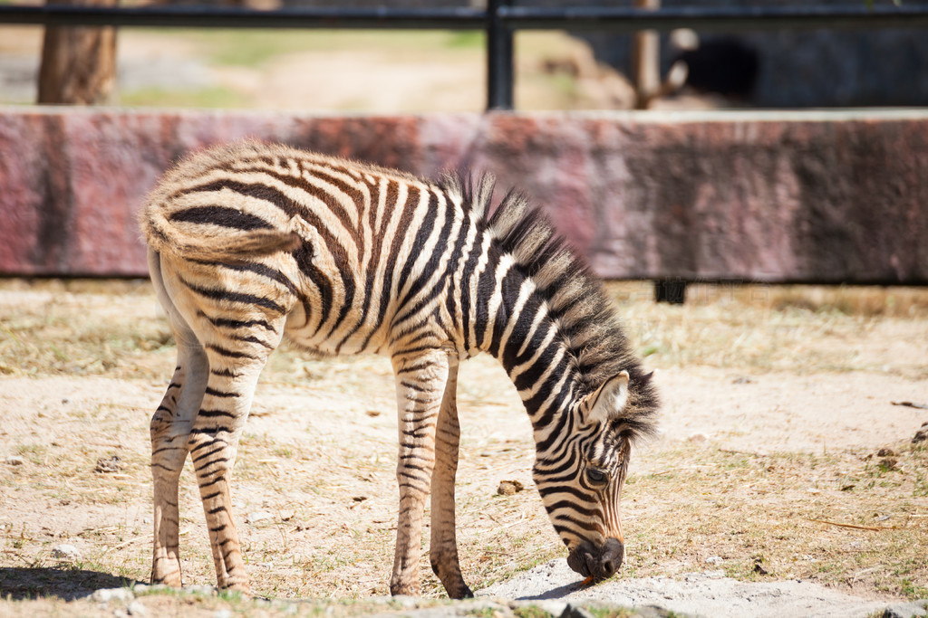 ͨѧ Equus burchellii