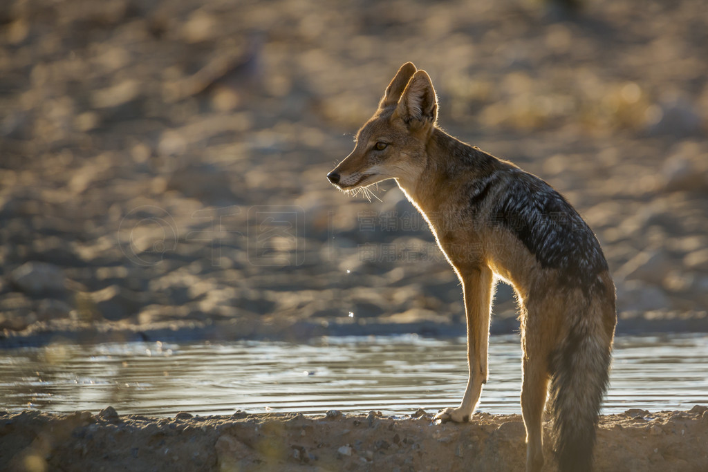 Ϸ Kgalagadi 羳԰ˮеĺڱˮ Specie Canis mesomelas ȮơϷ Kgalagadi 羳԰ĺڱ