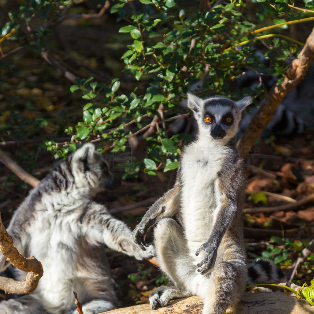 βǰ (Lemur catta)