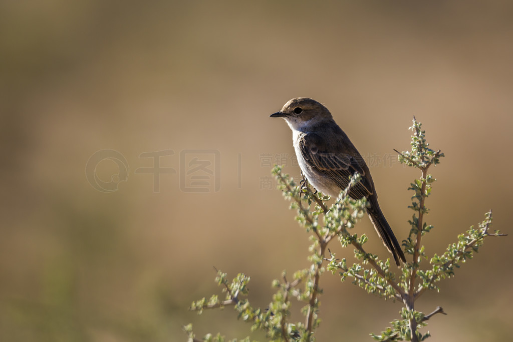 Mariqua Flycatcher վϷ Kgalagadi 繫԰Ȼй֦ϣ Melaenornis mariqueensis  Musicapidae ĿơϷ Kga