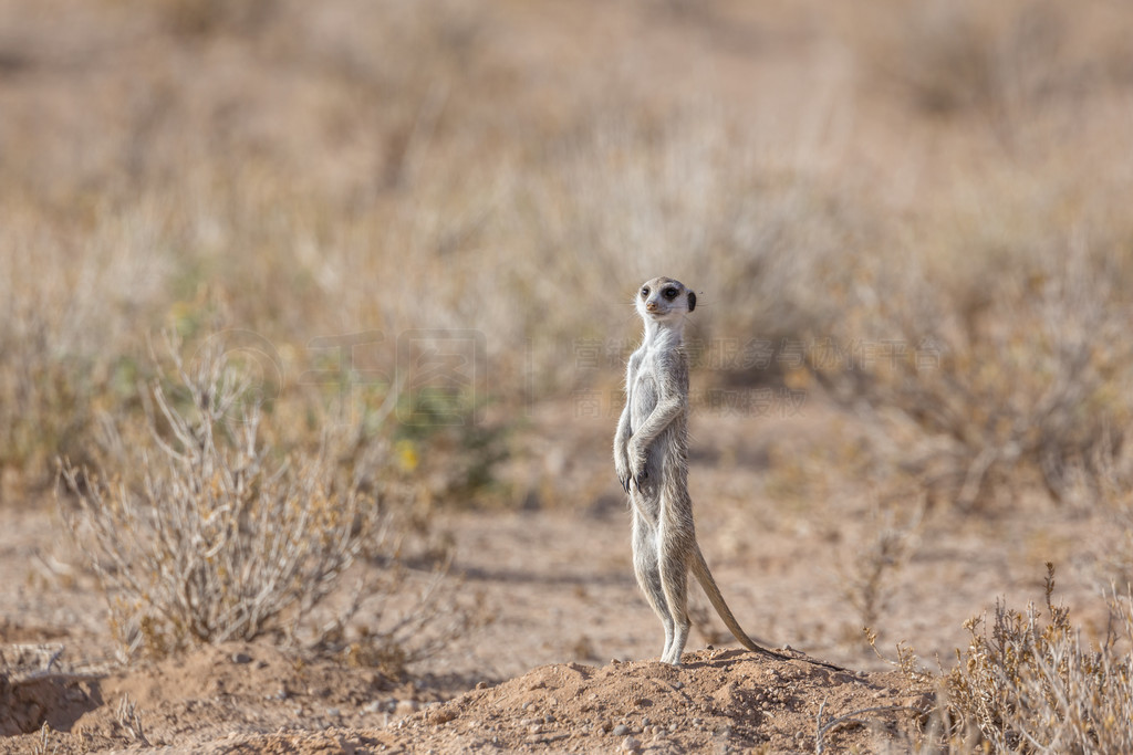 èϷ Kgalagadi 羳԰Ĺľо䣻Ƶ Suricata suricatta 塣Ϸ Kgalagadi 羳԰è